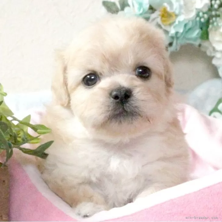 タロちゃん 様のお迎えした子犬