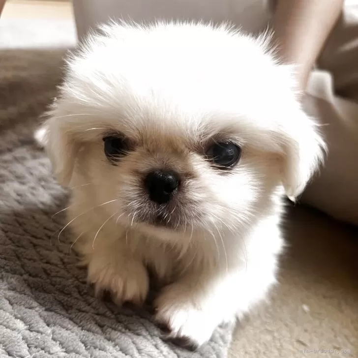 ID:2508-00380の子犬