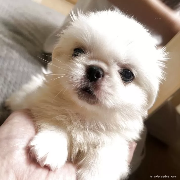 M.N 様のお迎えした子犬