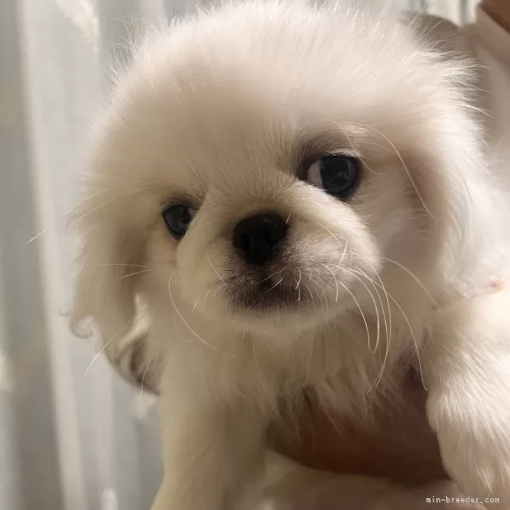 S.S 様のお迎えした子犬