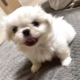 ペキニーズ
