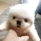 ペキニーズ