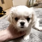 ペキニーズ