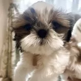 シーズー