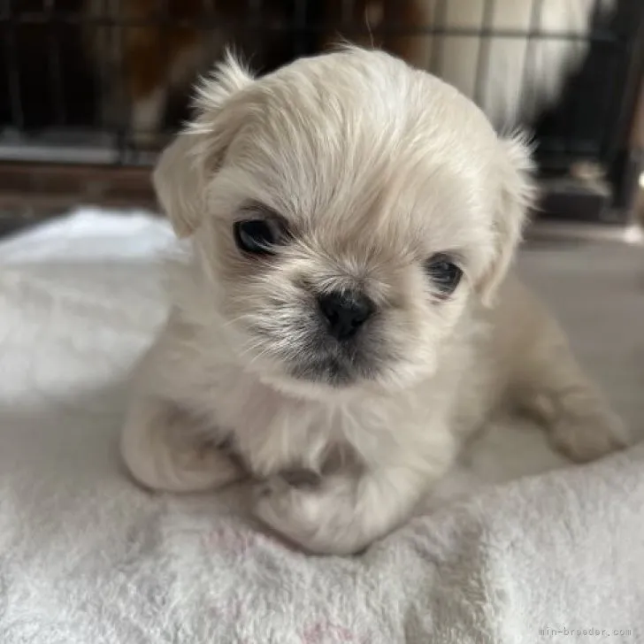 ペキニーズ【神奈川県・女の子・2023年8月15日・クリーム】の写真1「おてて丸めてリラックス☺️」