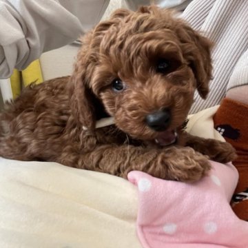 トイプードル(トイ)【神奈川県・男の子・2022年11月4日・アプリコット】の写真「毛ぶきも良く、甘えん坊さんです」