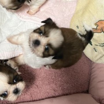 シーズー【神奈川県・男の子・2022年12月19日・ホワイト&ゴールド】の写真「1月27日で780gになりました」