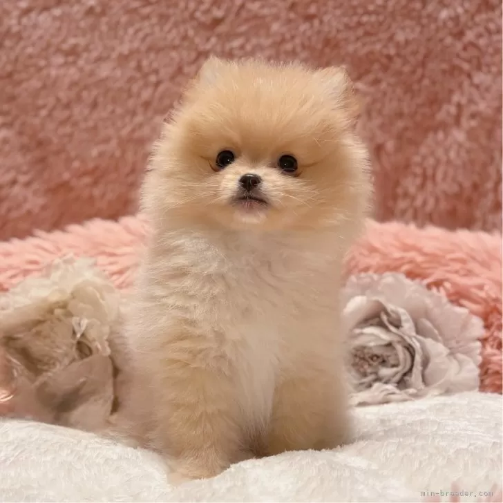 ID：2503-04855の子犬