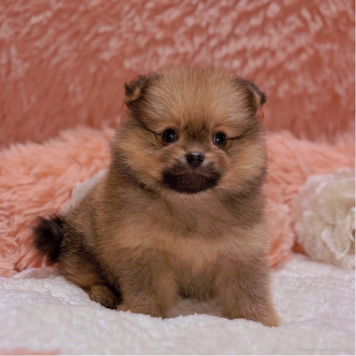 ブリーダー画像