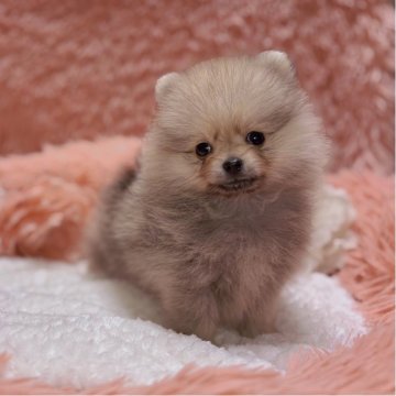 ポメラニアン【大阪府・女の子・2025年9月5日・クリームセーブル】の写真「💘ふわもこ天使の４姉妹🪽」