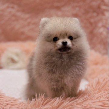 ポメラニアン【大阪府・女の子・2025年9月5日・クリームセーブル】の写真「💘ふわもこ天使の４姉妹🪽」