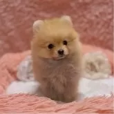 ポメラニアン