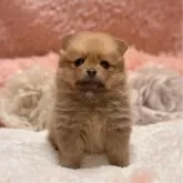 ポメラニアン