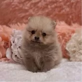 ポメラニアン