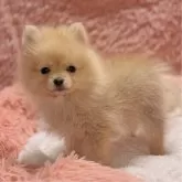 ポメラニアン