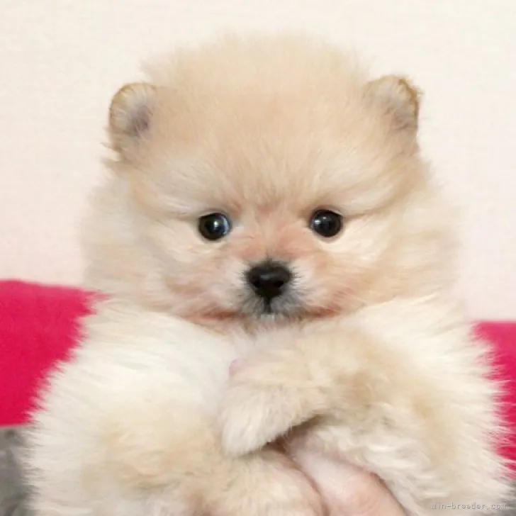ID:2304-01951の子犬
