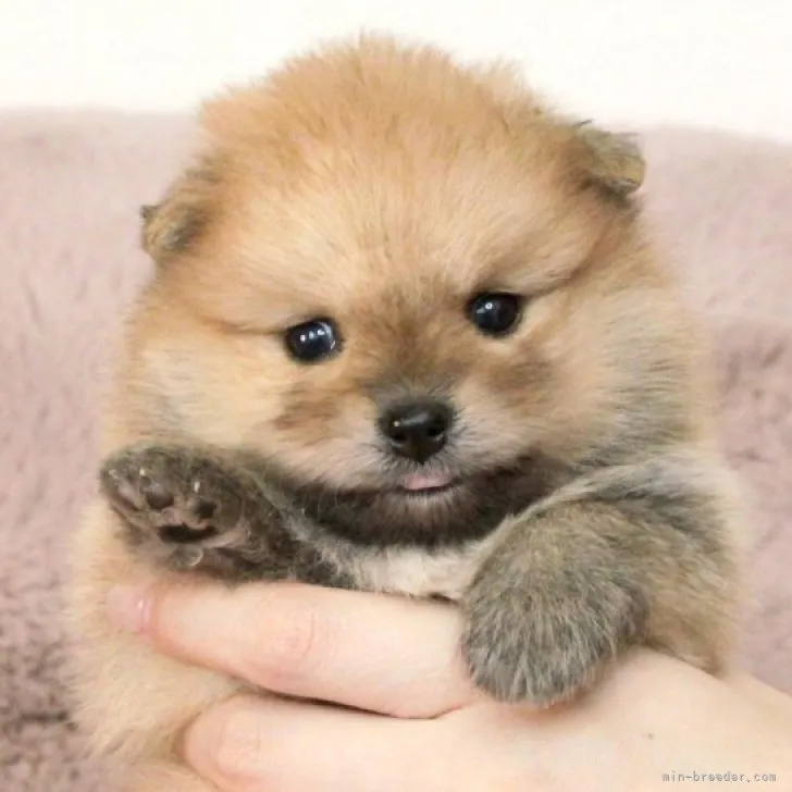 ID：2308-00885の子犬
