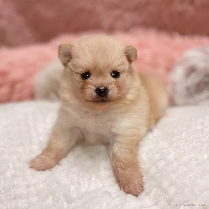 ID：2407-01457の子犬