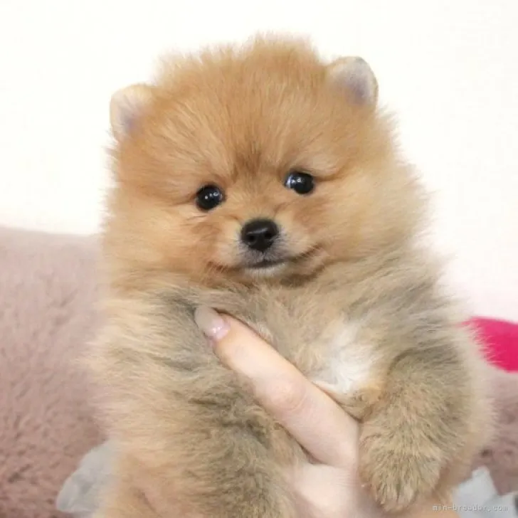 ID：2307-02933の子犬