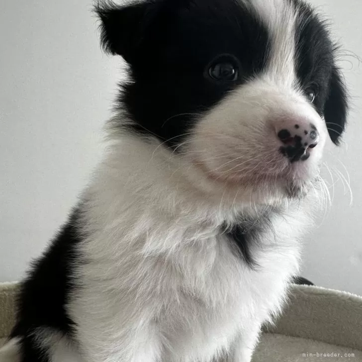 ID：2502-01363の子犬