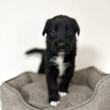 ボーダーコリーMIX【栃木県・女の子・2025年9月20日・ブラック】の写真「ソックスがかわいい希少ミックス」