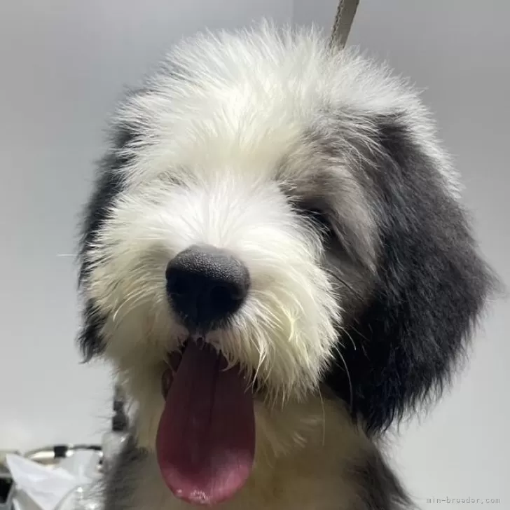 ID：2509-01541の子犬