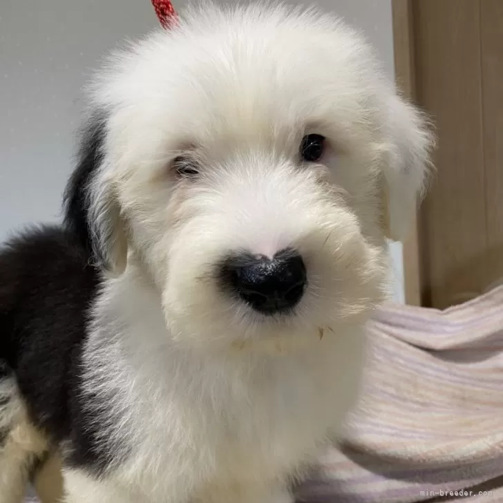 ID:2501-08102の子犬