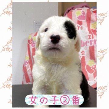 オールドイングリッシュシープドッグ【千葉県・女の子・2025年5月15日・グレー&ホワイト】の写真「犬質重視の方にオススメです。」