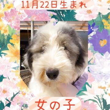 オールドイングリッシュシープドッグ【千葉県・女の子・2024年11月22日・グレー&ホワイト】の写真「可愛い両パンチです！」