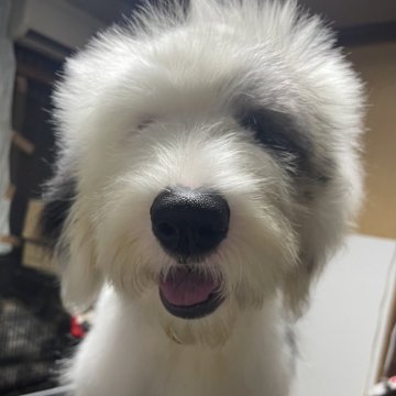 オールドイングリッシュシープドッグ【千葉県・女の子・2025年5月15日・グレー&ホワイト】の写真「犬質重視の方にオススメです。」