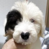 オールドイングリッシュシープドッグ