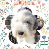 オールドイングリッシュシープドッグ【千葉県・女の子・2024年11月20日・グレー&ホワイト】の写真1