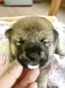 豆柴【静岡県・女の子・2025年6月12日・赤】の写真10