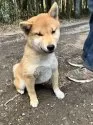 豆柴【静岡県・女の子・2024年9月13日・赤】の写真11