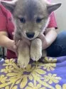柴犬(標準サイズ)【静岡県・男の子・2025年6月6日・赤】の写真11