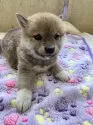 豆柴【静岡県・男の子・2025年2月9日・赤】の写真11
