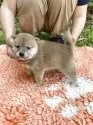豆柴【静岡県・男の子・2025年5月18日・赤】の写真13