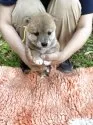 豆柴【静岡県・男の子・2025年5月18日・赤】の写真14