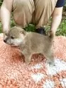 豆柴【静岡県・男の子・2025年5月18日・赤】の写真15
