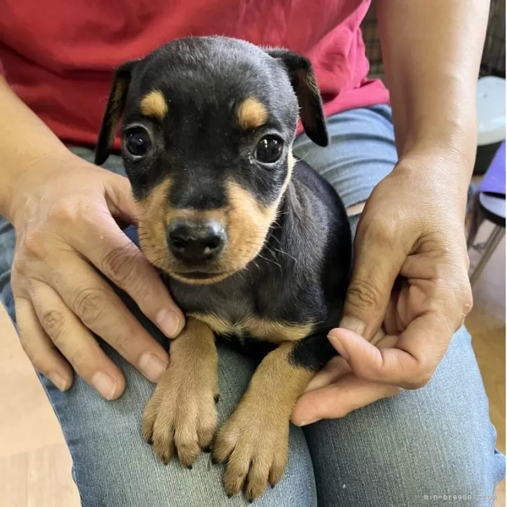 ID:2508-01232の子犬
