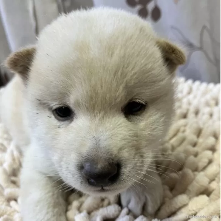 豆柴【静岡県・男の子・2025年10月17日・白】の写真1