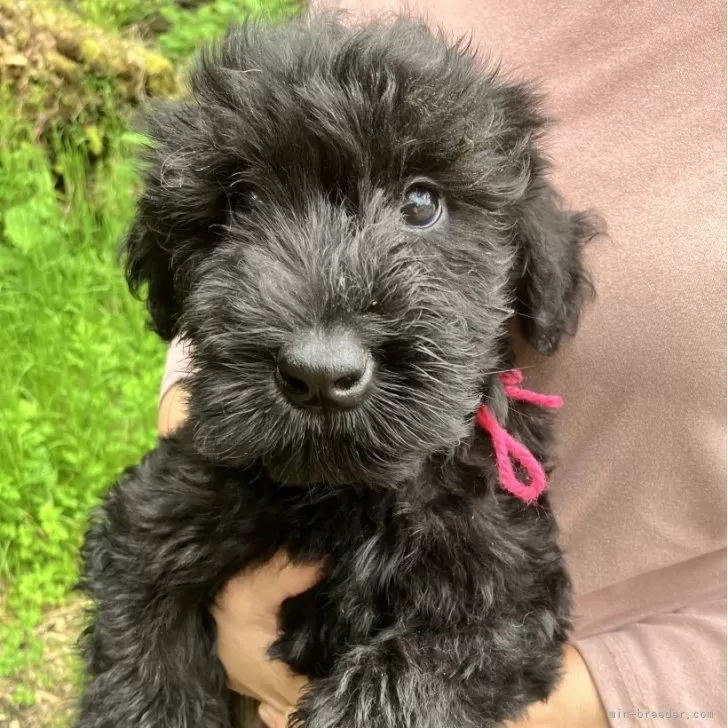 ID:2505-03976の子犬