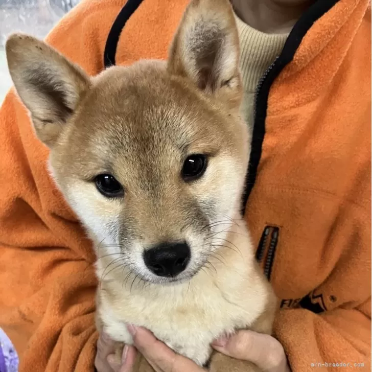 ID:2503-08426の子犬