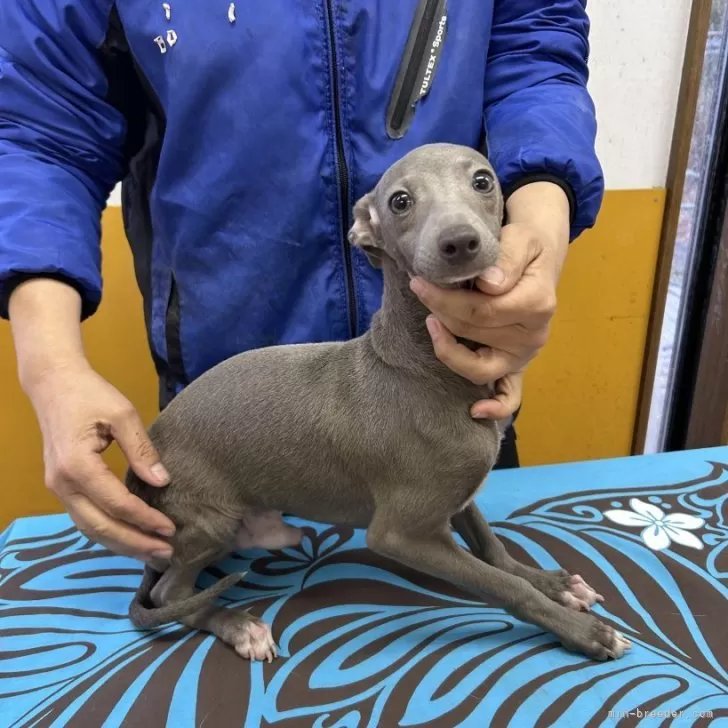 ID:2412-01877の子犬