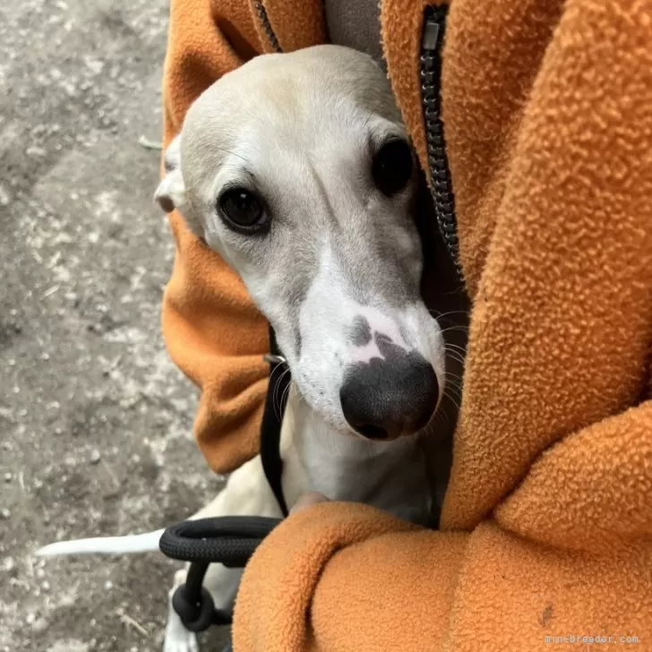 bigyou 様のお迎えした子犬