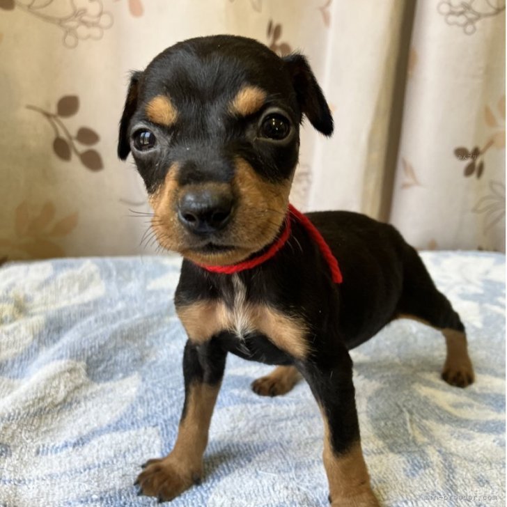 ブリーダー画像