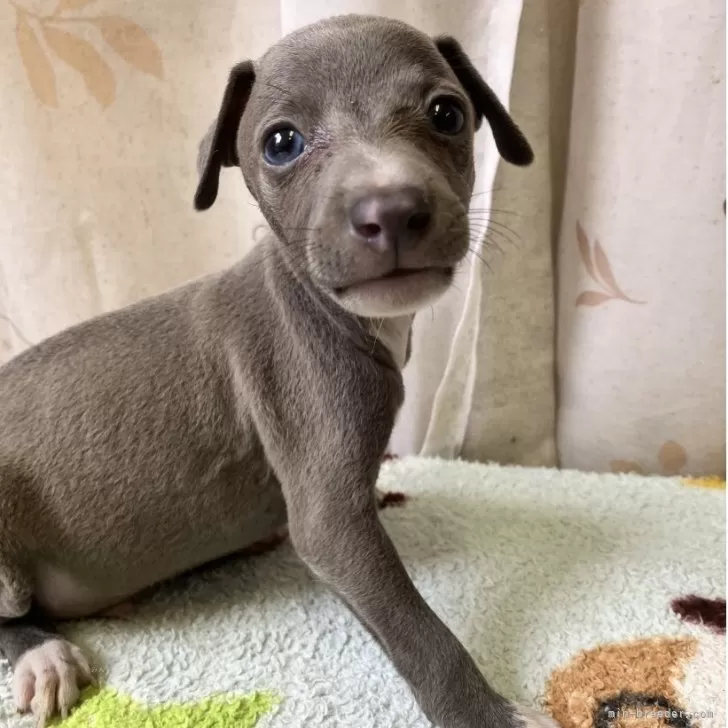 イタリアングレーハウンド【静岡県・男の子・2025年8月22日・ブルーアンドホワイト】の写真1