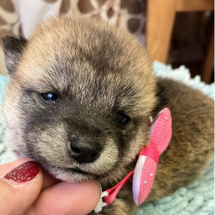 ブリーダー画像