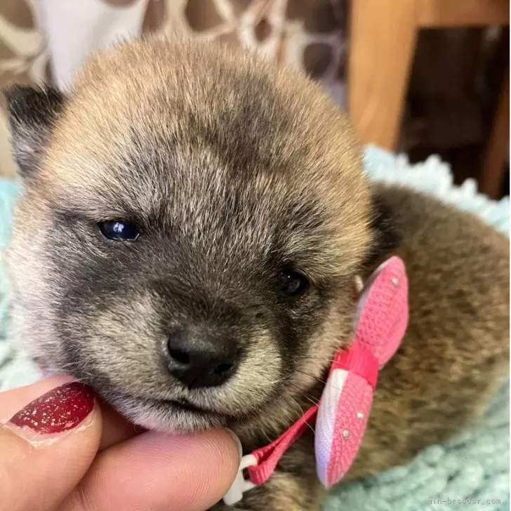 豆柴【静岡県・女の子・2025年10月20日・赤】の写真1