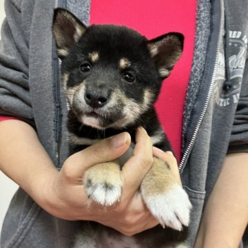 柴犬(豆柴)【静岡県・男の子・2024年9月20日・黒】の写真「ちょっと恥ずかしがり屋シャイボーイ」